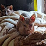 animal, blanket, cat, companion, cozy, domestic, ears, feline, furless, hairless_cat, indoor, pet, relaxed, resting, room, sleepy, soft_light, sphynx_cat, two_cats, warm