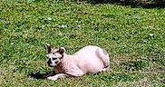 Gosha participe au concours pour gagner de l'argent avec cette photo : animal, cat, cute, daylight, domestic_cat, feline, garden, grass, greenery, hairless_cat, mammal, nature, outdoor, pet, relaxing, resting, sphynx_cat, summer, sunlight, wrinkled_skin
