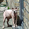 Gosha participe au concours pour gagner de l'argent avec cette photo : alert, animal, brick_wall, cat, concrete, curious, door, ears, feline, four_legs, hairless_cat, outdoor, pet, shadow, skin_texture, small_animal, step, sunlight, tail, whiskers
