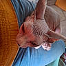 Vaiana a rejoint le concours — aidez-le/la à gagner de superbes lots ! animal, blue, cat, close_up, ears, feline, floor, hairless, home, indoor, jeans, lap, orange, person, pet, resting, skin, sphynx_cat, sweater, wrinkles