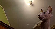 Vaiana a rejoint le concours — aidez-le/la à gagner de superbes lots ! animal, cat, ceiling_light, close_up, curious, domestic_animal, feline, furniture, green_wall, hairless_cat, indoor, looking_up, low_light, person, pet, room, shoulder, sphynx_cat, warm_tones, wooden_cabinet