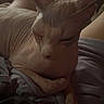 Vaiana a rejoint le concours — aidez-le/la à gagner de superbes lots ! animal, blanket, cat, closeup, companion, cozy, cute, domestic_animal, feline, hairless_cat, indoor, pet, portrait, relaxed, resting, sleepy, soft_lighting, sphynx_cat, warm_colors, wrinkled_skin