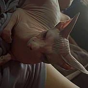Vaiana participe au concours pour gagner de l'argent avec cette photo : animal, cat, close_up, companion, cozy, cute, domestic_animal, feline, hairless_cat, home, indoors, lap, person, pet, relaxing, resting, skin, soft_lighting, sphynx_cat, wrinkles