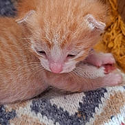 Mes Bb a rejoint le concours — aidez-le/la à gagner de superbes lots ! kitten, orange, sleepy, fur, pink_nose, cozy, blanket, knitted, soft, cute, animal, pet, young, small, resting, indoors, warm_colors, closeup, feline, adorable