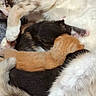 Mes Bb participe au concours pour gagner de l'argent avec cette photo : cat, kitten, mother_cat, nursing, sleeping, fur, animal, pet, close_up, cuddle, resting, cute, domestic_animal, whiskers, paw, feline, young_animal, mammal, snuggle, warm