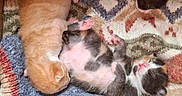Mes Bb a rejoint le concours — aidez-le/la à gagner de superbes lots ! kitten, cat, sleeping, newborn, furry, cute, cozy, blanket, knitted, cardboard_box, paw, pink_paw, fur, resting, animal, pet, small, adorable, indoor, sleep