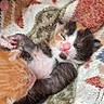 Mes Bb participe au concours pour gagner de l'argent avec cette photo : kitten, calico, orange_kitten, sleeping, nap, cozy, blanket, patterned_blanket, fur, small_animal, cute, whiskers, pink_nose, paw, resting, domestic_cat, animal, close_up, soft_texture, warm_colors