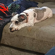 Oreo joined the competition — help win amazing prizes! animal, blanket, brown, collar, companion, couch, cozy, dog, domestic, furniture, gray, indoor, living_room, pet, quiet, relaxed, resting, side_view, soft, white