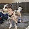 Oreo joined the competition — help win amazing prizes! alert, alert_posture, canine, collar, companion, couch, curly_tail, dog, domestic_animal, fur, furniture, household, indoor, living_room, pet, short_hair, side_view, small_dog, standing, white_and_gray