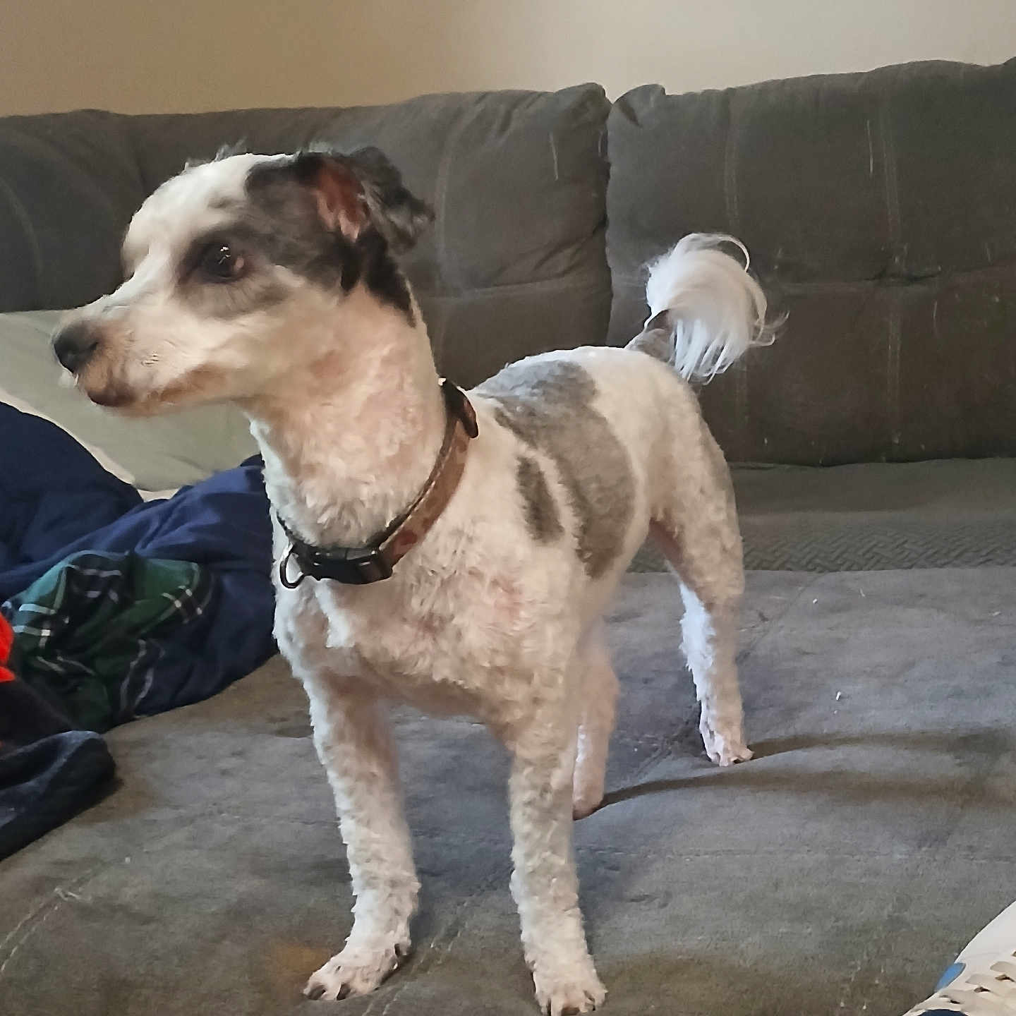 Oreo