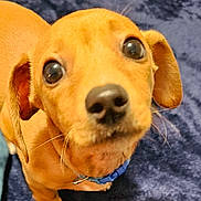 Casey joined the competition — help win amazing prizes! animal, blue_background, brown_dog, canine, close_up, collar, companion, curious, cute, dog, domestic_animal, ears, fur, indoor, looking_up, pet, puppy, snout, whiskers, young_dog