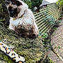 Isis Et Caramelle participe au concours pour gagner de l'argent avec cette photo : animal, blue_eyes, cat, close_up, collar, curious, domestic_cat, fence, fluffy, garden, mammal, moss, nature, outdoor, pet, playful, tree_trunk, whiskers, wildlife, wood