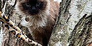 Isis Et Caramelle participe au concours pour gagner de l'argent avec cette photo : adventure, animal, black_face, blue_eyes, branch, brown, cat, close_up, curious, fluffy, fur, leopard_print, mammal, nature, outdoor, perched, tree, tree_bark, whiskers, wildlife