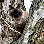 adventure, animal, black_face, blue_eyes, branch, brown, cat, close_up, curious, fluffy, fur, leopard_print, mammal, nature, outdoor, perched, tree, tree_bark, whiskers, wildlife