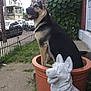 car, dog, ears_up, fence, flower_pot, funny, german_shepherd, grass, house, leafy_vines, outdoor, plant, porch, residential, sculpture, sidewalk, sitting, statue, tongue_out, yard