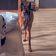 Ava a rejoint le concours — aidez-le/la à gagner de superbes lots ! alert, animal, belgian_malinois, blanket, cabinet, canine, couch, decor, dog, door, flooring, furniture, home, indoor, keychain, living_room, pet, sunlight, table, wooden_floor