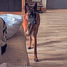 alert, animal, belgian_malinois, blanket, cabinet, canine, couch, decor, dog, door, flooring, furniture, home, indoor, keychain, living_room, pet, sunlight, table, wooden_floor