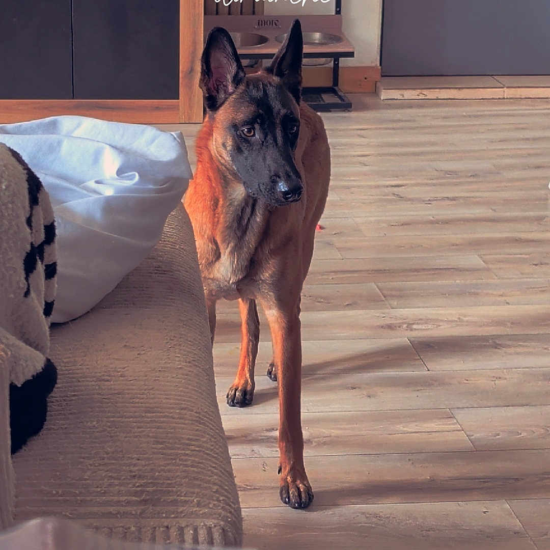 Ava