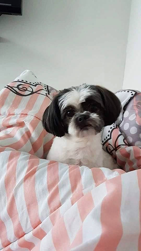 Jetsan a rejoint le concours — aidez-le/la à gagner de superbes lots ! canidae, carnivore, comfort, companion_dog, dog, dog_breed, dog_supply, fawn, fur, linens, liver, pattern, plaid, shih_tzu, sleeve, snout, sporting_group, terrier, toy_dog, working_animal