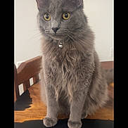 Miles joined the competition — help win amazing prizes! cat, grey_cat, feline, pet, animal, table, wooden_table, indoor, domestic, fur, yellow_eyes, collar, still_life, phone_screen, camera_app, portrait, sitting, close_up, domestic_animal, attention