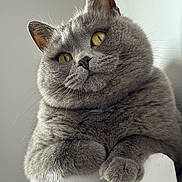 Pickles participe au concours pour gagner de l'argent avec cette photo : animal, cat, chair, closeup, cute, domestic_cat, feline, fluffy, gray_cat, indoor, looking_down, paws, pet, portrait, relaxed, resting, soft_fur, whiskers, white_background, yellow_eyes