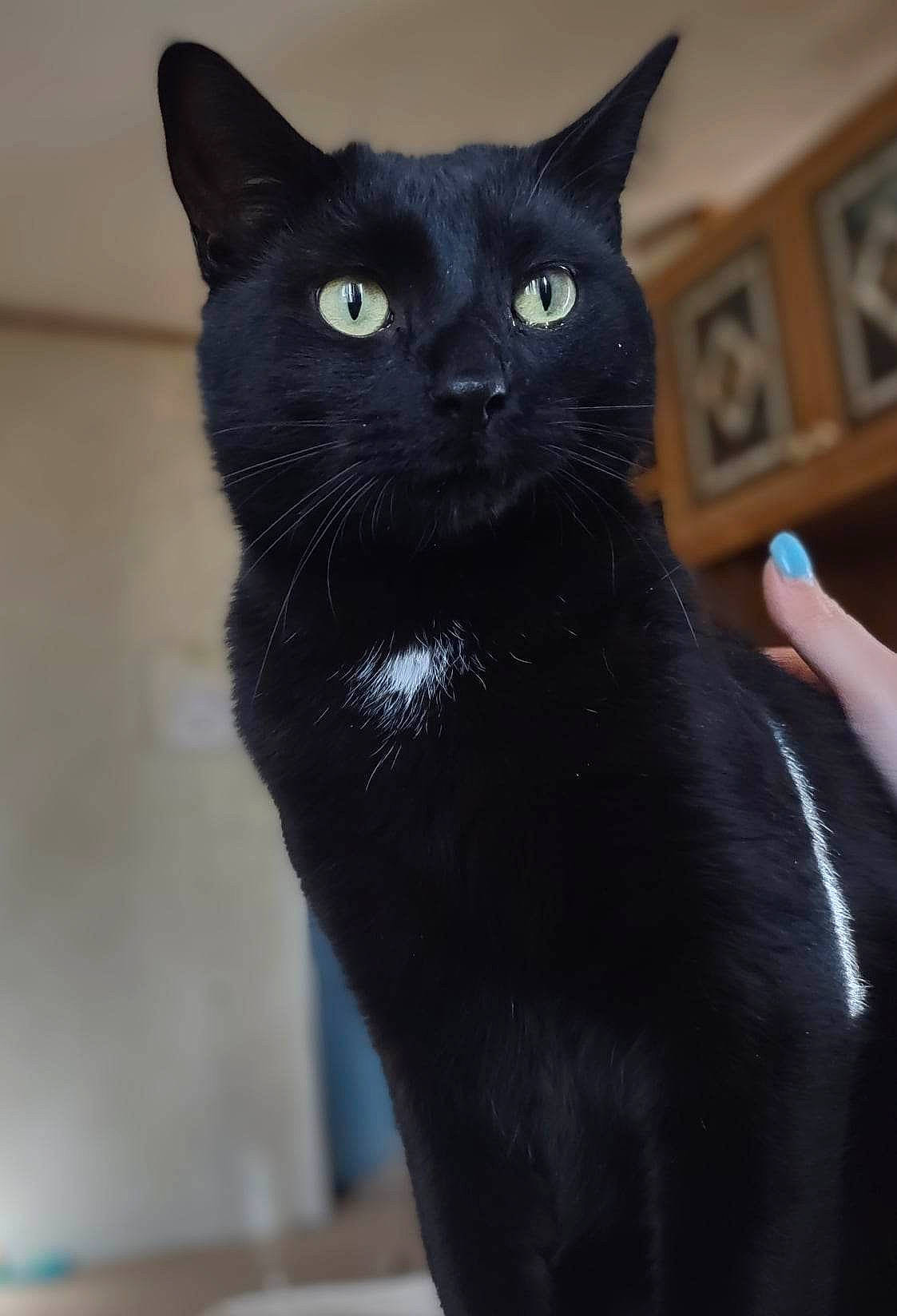 Arwen joined the competition — help win amazing prizes! black_cat, bombay, carnivore, cat, domestic_short_haired_cat, electric_blue, felidae, fur, iris, picture_frame, small_to_medium_sized_cats, snout, terrestrial_animal, whiskers