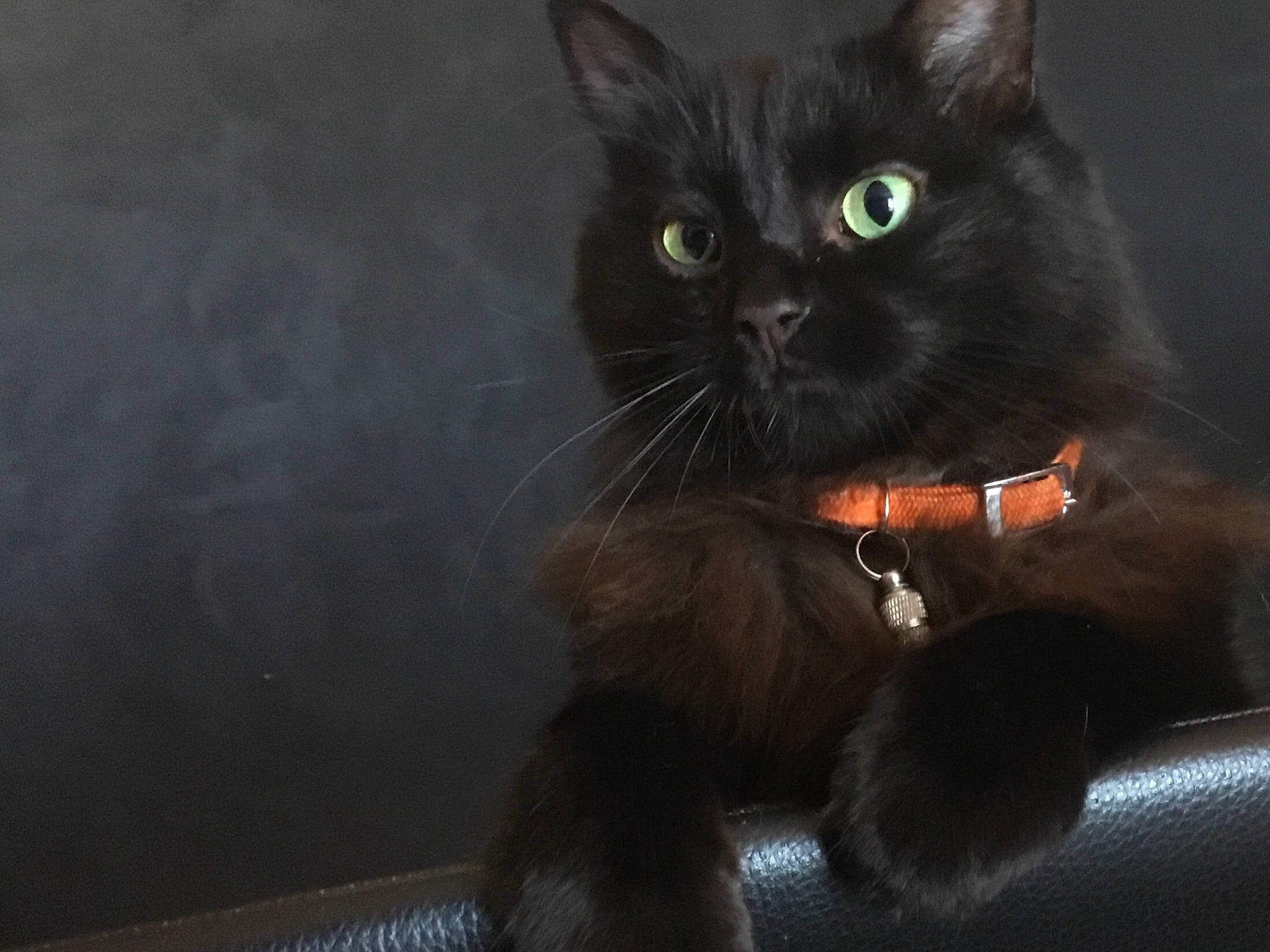 Moly participe au concours pour gagner de l'argent avec cette photo : asian, black_cat, bombay, carnivore, cat, claw, domestic_long_haired_cat, domestic_short_haired_cat, eye, felidae, fur, kitten, mammal, organism, persian, polydactyl_cat, small_to_medium_sized_cats, snout, tail, whiskers