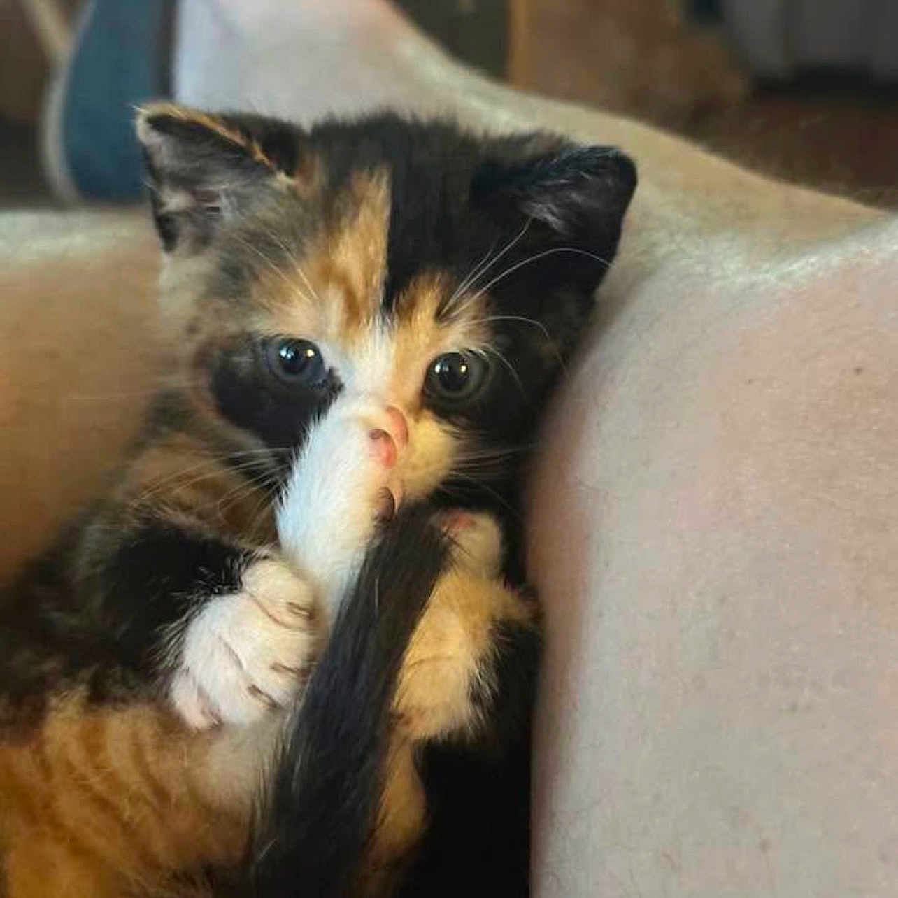 Myra