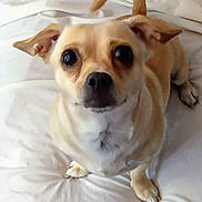 Snow joined the competition — help win amazing prizes! dog, small_dog, pet, bed, white_bedspread, cute, ears, tail, animal, indoor, looking_up, canine, fur, snout, eyes, paws, mammal, companion, domestic_animal, happy