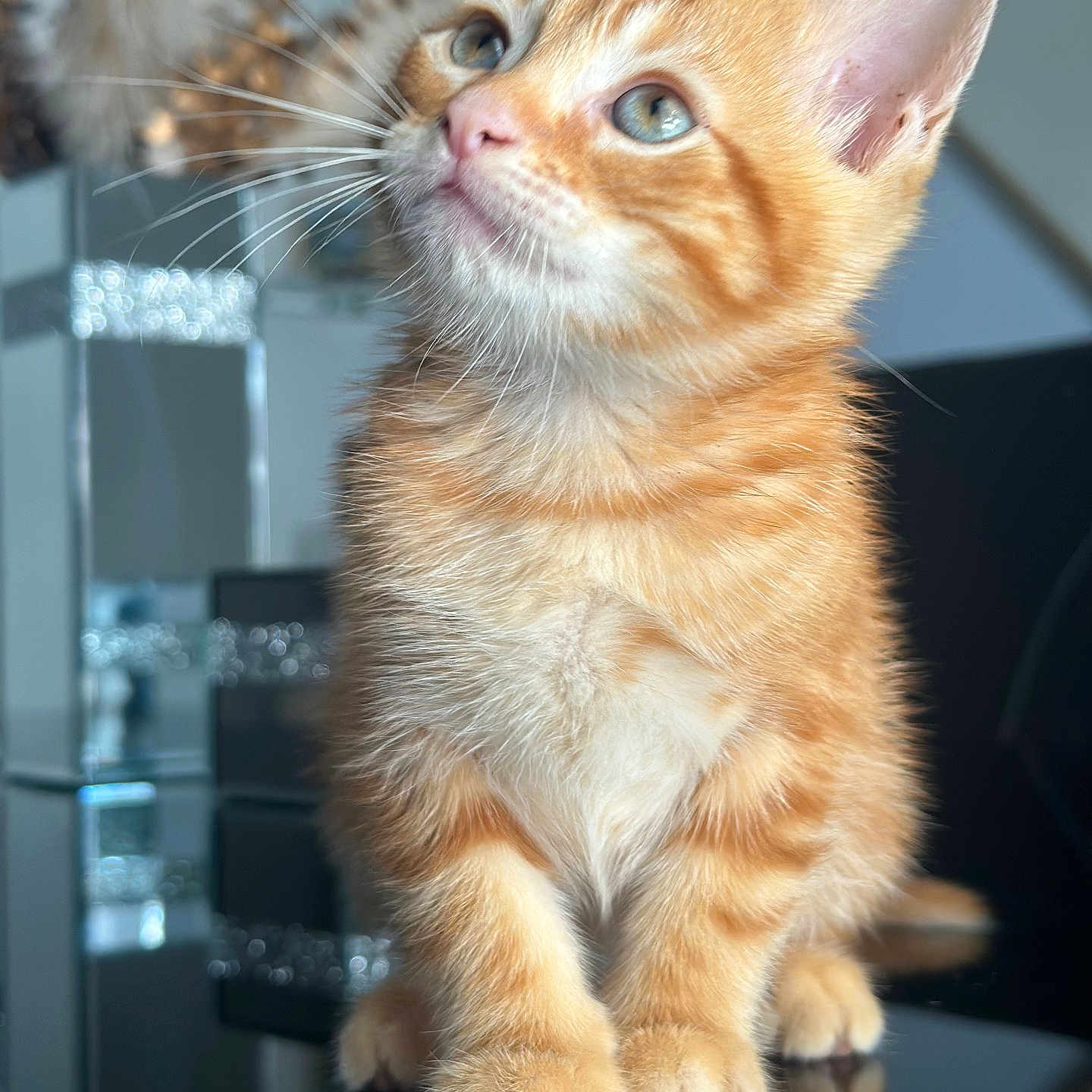 Mickey is registered to the contest to win money with this photo: kitten, cat, ginger_cat, orange_fur, blue_eyes, whiskers, ears, cute, animal, pet, portrait, close_up, standing, paws, reflection, glossy_surface, indoor, soft_lighting, shallow_depth_of_field, fluffy