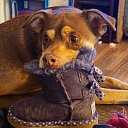 Bear is registered to the contest to win money with this photo: dog, boot, indoor, floor, toy, purple, polka_dots, curious, pet, animal, fur, ears, brown, cozy, resting, head, wooden_floor, ribbon, closeup, domestic