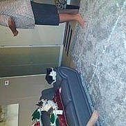 Princess joined the competition — help win amazing prizes! canidae, carnivore, cat, companion_dog, dog_breed, elbow, felidae, flooring, fur, hardwood, human_leg, pet_supply, photograph, room, sleeve, small_to_medium_sized_cats, tail, white, wood, wrist