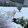 Inna a rejoint le concours — aidez-le/la à gagner de superbes lots ! dog, snow, outdoor, winter, white_dog, black_dog, snowfall, bush, grass, yard, pet, animal, nature, cold, tree, leaf, house, fence, playful, canine