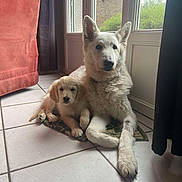 Inna a rejoint le concours — aidez-le/la à gagner de superbes lots ! dog, puppy, indoor, tile_floor, window, curtain, couch, mat, white_dog, snuggling, pets, animal, companion, relaxed, floor, home, cozy, fur, domestic_animal, resting