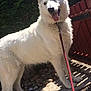 dog, white_dog, outdoor, sunny, leash, happy, panting, fence, greenery, gravel, shadow, ears, pet, canine, nature, daylight, animal, standing, tongue_out, friendly