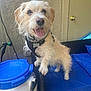 Cujo joined the competition — help win amazing prizes! blue, canine, chair, collar, container, cushion, dog, door, furry, happy, knob, leash, outdoor, paw, pet, small_dog, tag, texture, tongue_out, wall
