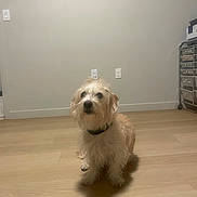 Cujo is registered to the contest to win money with this photo: animal, collar, companion, cute, dog, domestic, drawer_unit, electrical_outlet, floor, furry, home, indoor, looking_up, pet, quiet, scruffy, sitting, small_dog, wall, wooden_floor