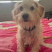 Cujo is registered to the contest to win money with this photo: animal, bed, blanket, blinds, collar, curious, cute, dog, fur, furry, house, indoor, looking, mammal, pet, pink, sitting, small_dog, tag, window