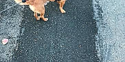 Frappe is registered to the contest to win money with this photo: accessories, animal, canine, chihuahua, city, dog, goggles, harness, hound, leash, path, pet, puppy, road, sidewalk, slate, strap, street, tarmac, urban