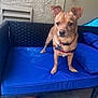 Frappe is registered to the contest to win money with this photo: animal, basketball, blue_cushion, brown_dog, concrete_floor, curious, daylight, dog, door, door_knob, furniture, harness, home, leisure, outdoor_bench, pet, porch, small_dog, standing, wall_texture