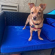 Frappe is registered to the contest to win money with this photo: animal, basketball, blue_cushion, brown_dog, concrete_floor, curious, daylight, dog, door, door_knob, furniture, harness, home, leisure, outdoor_bench, pet, porch, small_dog, standing, wall_texture