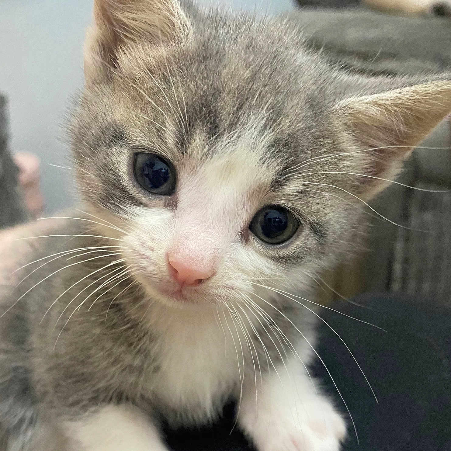 Kibbles joined the competition — help win amazing prizes! abyssinian, angora, animal, cat, kitten, manx, pet, snout