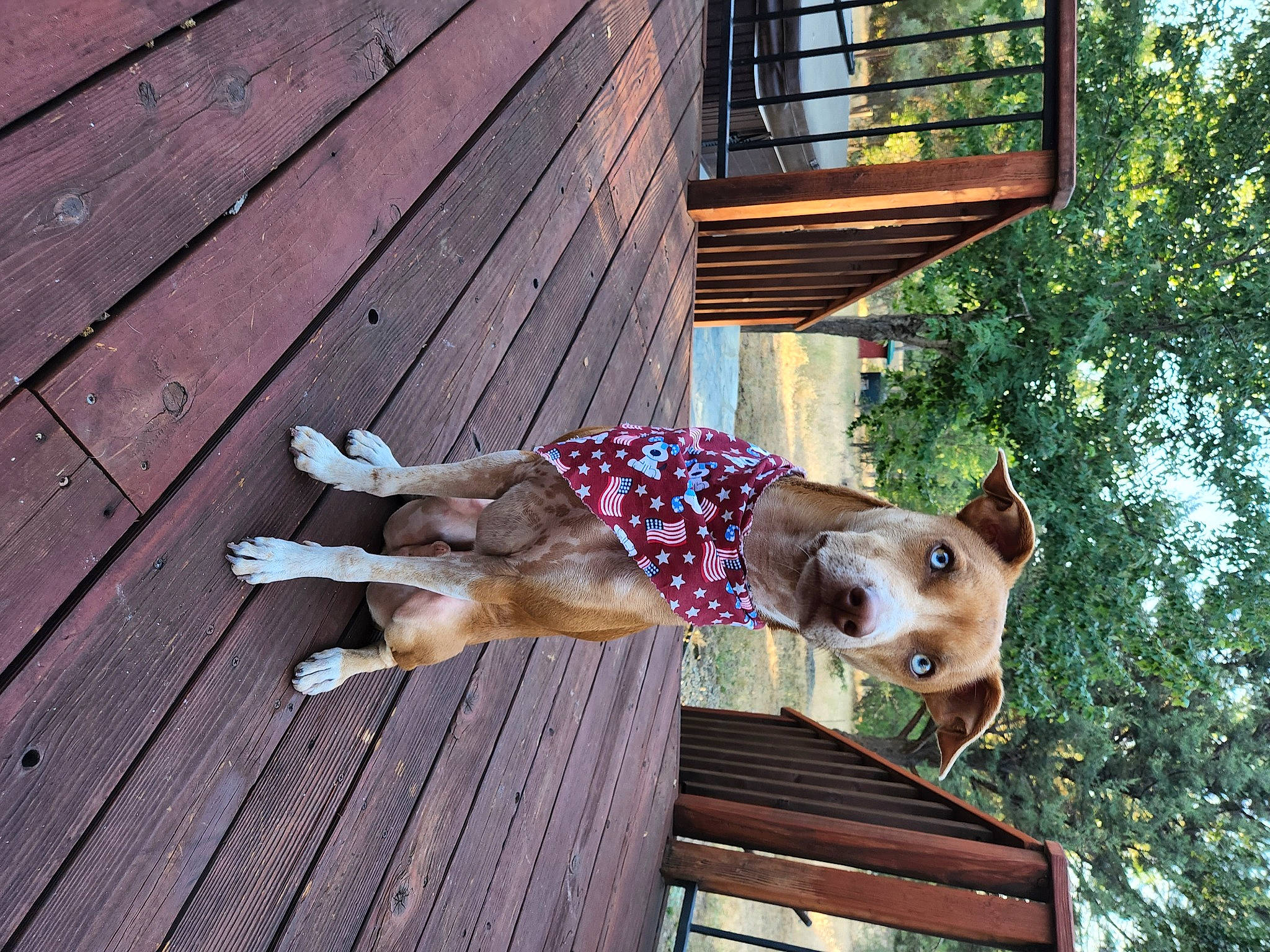 Cosmo joined the competition — help win amazing prizes! carnivore, collar, companion_dog, dog, dog_breed, dog_collar, dog_supply, fawn, hardwood, leisure, mammal, pet_supply, plank, plant, sporting_group, tree, vertebrate, window, wood, working_animal
