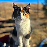 Nimbus is registered to the contest to win money with this photo: blue_sky, bokeh, calico_cat, cat, close_up, curious, ears, eyes, feline, fence, fur, nose, outdoor, paws, pet, portrait, shallow_depth_of_field, sitting, sunlight, whiskers