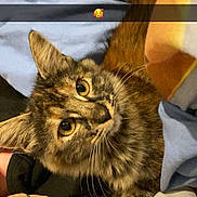 Vaïana participe au concours pour gagner de l'argent avec cette photo : bedding, big_eyes, blanket, cat, close_up, cozy, cute, fur, hand, human_hand, indoor, kitten, looking_up, nails, pet, plush, portrait, stuffed_animal, tortoiseshell, whiskers