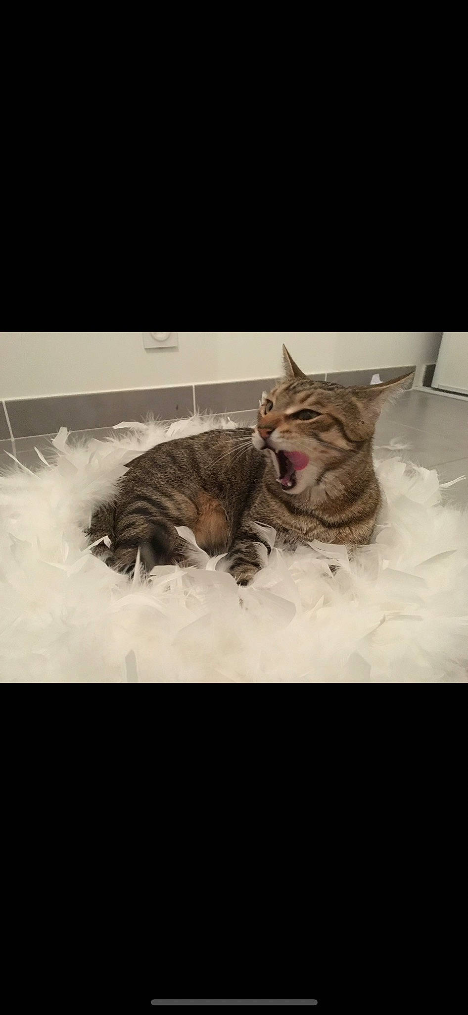 Sweety participe au concours pour gagner de l'argent avec cette photo : bobcat, carnivore, cat, collar, domestic_short_haired_cat, facial_expression, felidae, flat_panel_display, fur, pet_supply, small_to_medium_sized_cats, snout, tabby_cat, tongue, vertebrate, whiskers