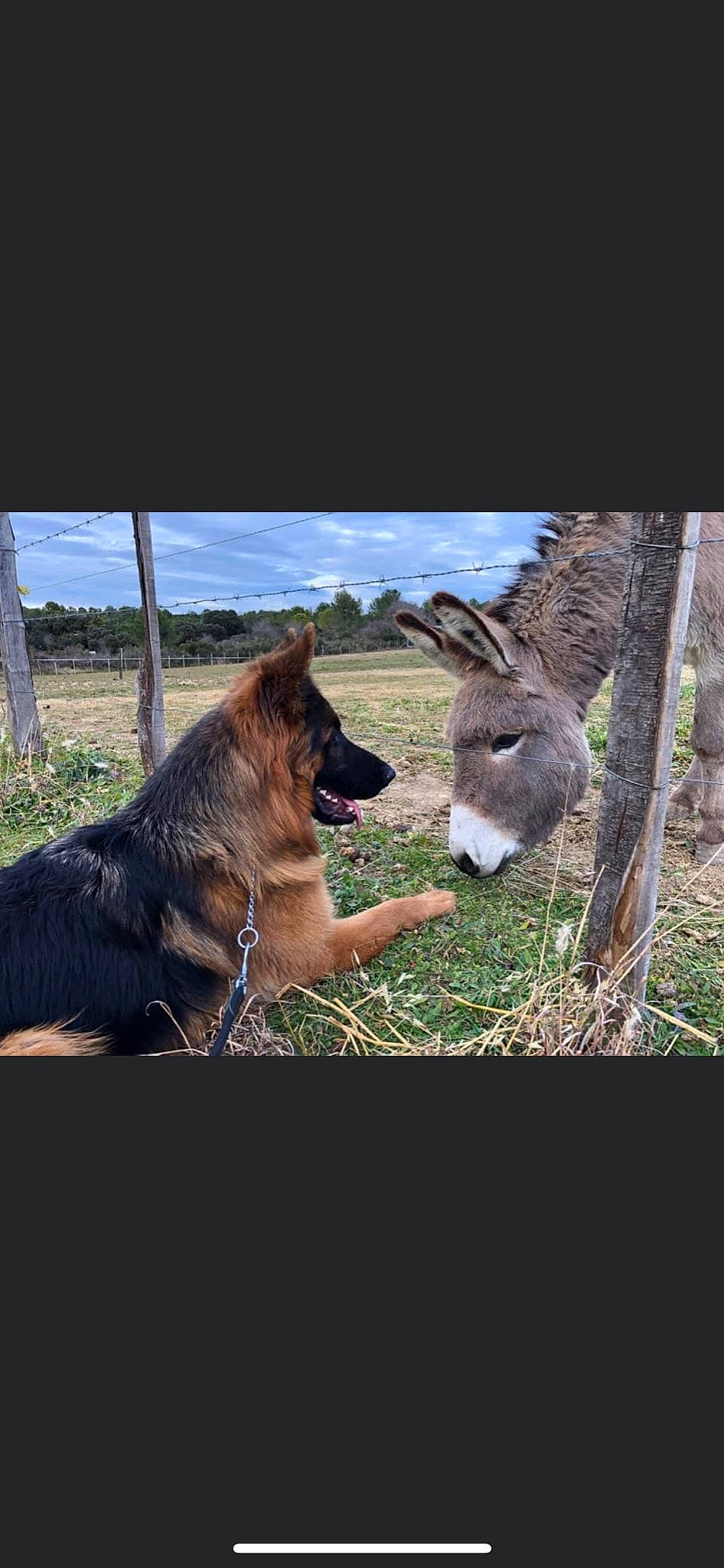 Oxford participe au concours pour gagner de l'argent avec cette photo : carnivore, dog_breed, fawn, fur, german_shepherd_dog, grass, grassland, landscape, liver, livestock, pack_animal, pasture, plant, sky, snout, tail, terrestrial_animal, wildlife, wood, working_animal
