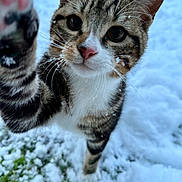 Sushi a rejoint le concours — aidez-le/la à gagner de superbes lots ! cat, tabby_cat, pet, feline, snow, winter, outdoor, close_up, paw, pink_nose, whiskers, snow_on_whiskers, curious, portrait, fur, green_grass, playful, eyes, nose, feline_face
