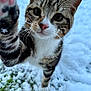 cat, tabby_cat, pet, feline, snow, winter, outdoor, close_up, paw, pink_nose, whiskers, snow_on_whiskers, curious, portrait, fur, green_grass, playful, eyes, nose, feline_face