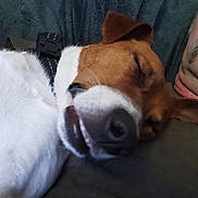 Nala participe au concours pour gagner de l'argent avec cette photo : dog, sleeping, resting, person, mustache, closeup, indoor, pet, animal, face, collar, relaxation, comfort, friendship, companion, cozy, cute, snuggle, nap, bond